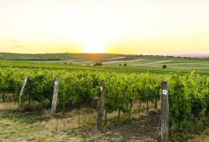 Αμπελώνας - σταφύλια